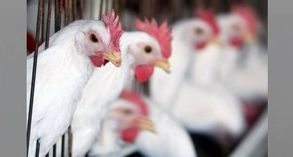 trực tiếp đá gà thomo hôm nay trực tiếp đá gà thomo hôm nay