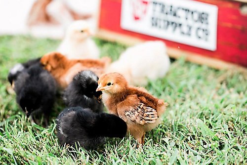 xem gà đá cựa sắt campuchia