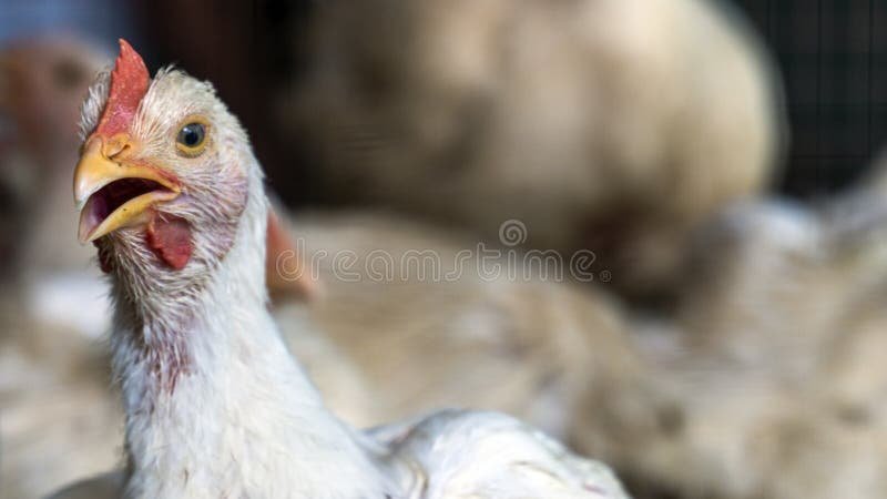 đá gà cựa sát tốc độ