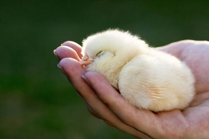 xem đá gà campuchia trực tiếp ngày hôm nay xem đá gà campuchia trực tiếp ngày hôm nay
