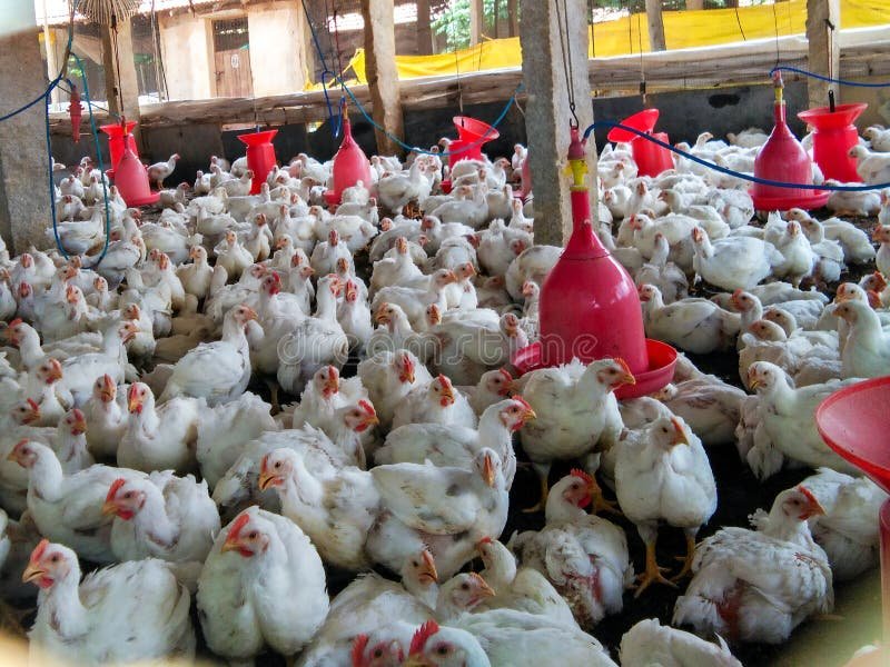 ngày đinh thì đá gà gì,Đá gà là gì và tại sao lại trở thành một hiện tượng đặc biệt ở Việt Nam?