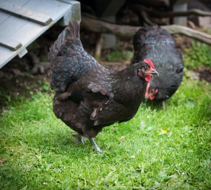 cách đổ gà đá cựa sắt cách đổ gà đá cựa sắt
