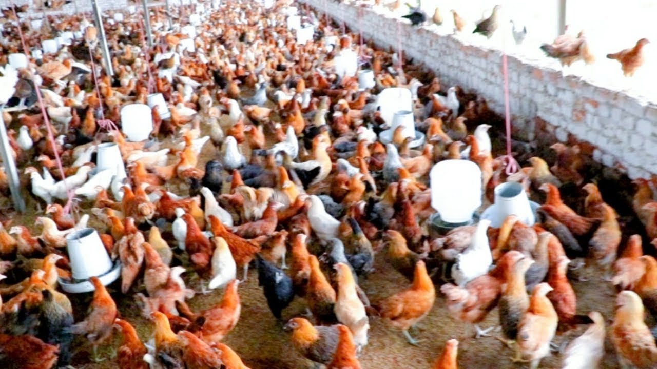 đá gà thomo ngày 30 tháng 04 năm 2019,Đá gà Thomo ngày 30 tháng 4 năm 2019: Thứ hai – Bài viết đặc biệt đá gà thomo ngày 30 tháng 04 năm 2019,Đá gà Thomo ngày 30 tháng 4 năm 2019: Thứ hai – Bài viết đặc biệt