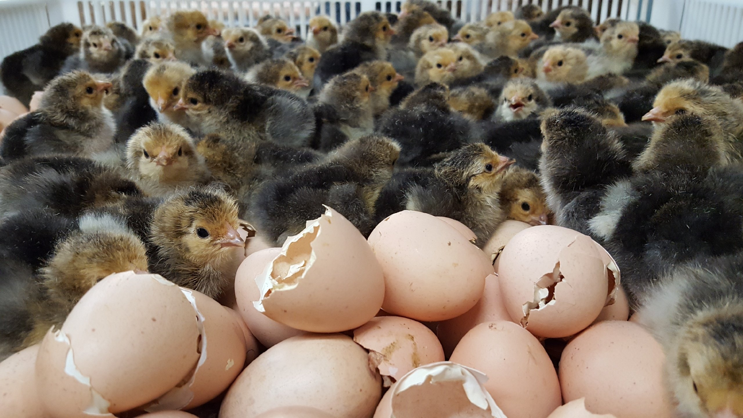 Khám phá nét độc đáo của gà chọi Phúc Bình Dương trong đấu trường Thomo